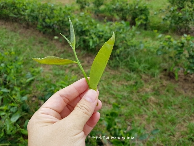 星源茶園13.jpg