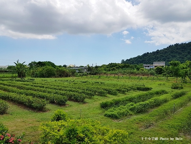 星源茶園16.jpg