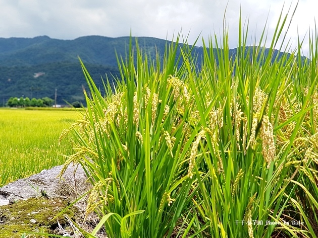 綠寶石農場2.jpg