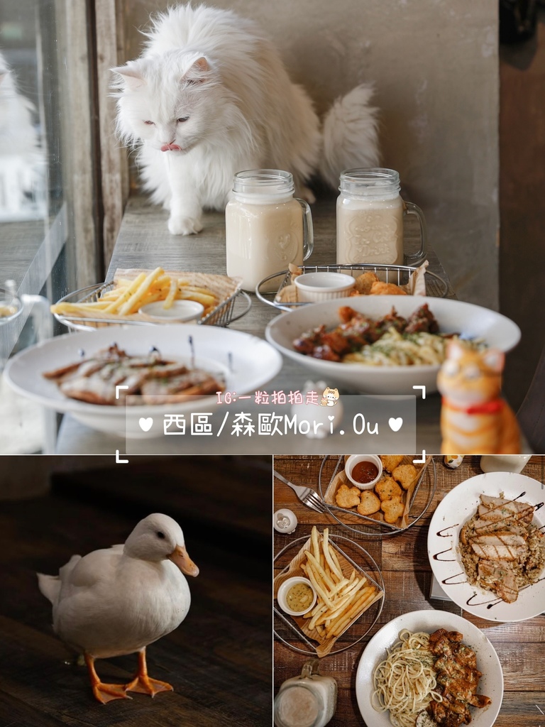 【懒人包】台中８间有店宠餐厅！店狗店猫都有！宠物友善餐厅/咖