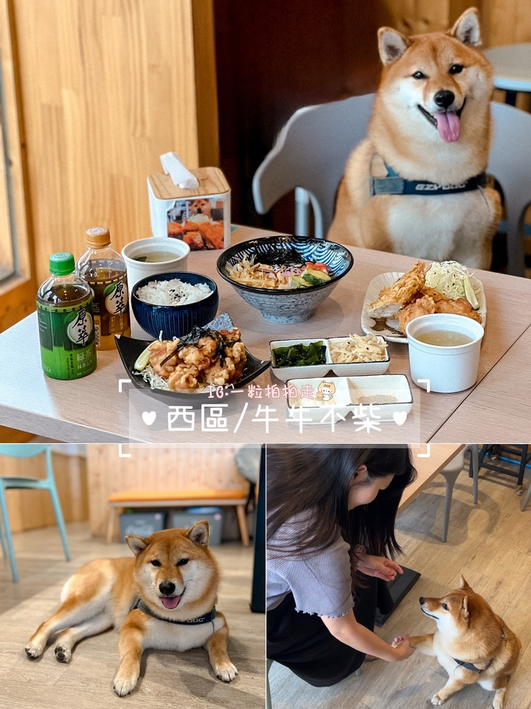 【懒人包】台中８间有店宠餐厅！店狗店猫都有！宠物友善餐厅/咖