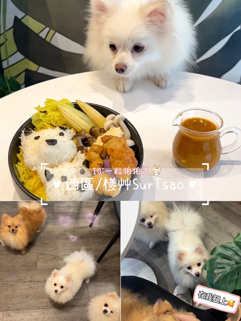 【懒人包】台中８间有店宠餐厅！店狗店猫都有！宠物友善餐厅/咖