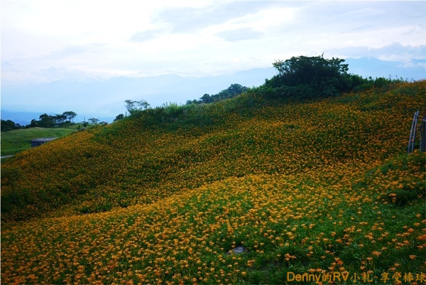 滿山的金針花 008 (2)