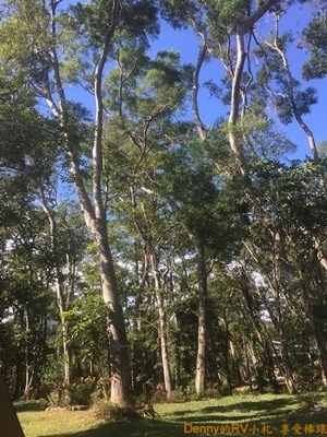 樹林遼繞 007