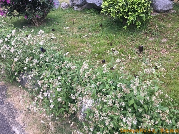 茂林國家風景區(18) IMG_3744