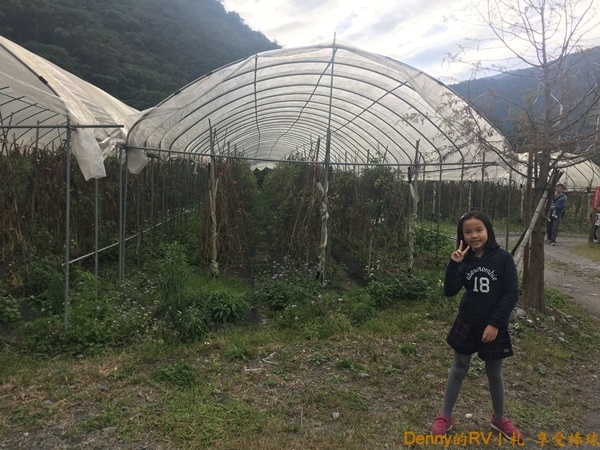 營本部旁的蕃茄園 059