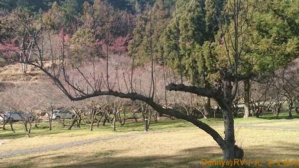 枯枝 265