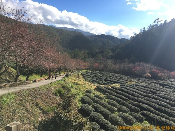 茶莊步道(7) 285