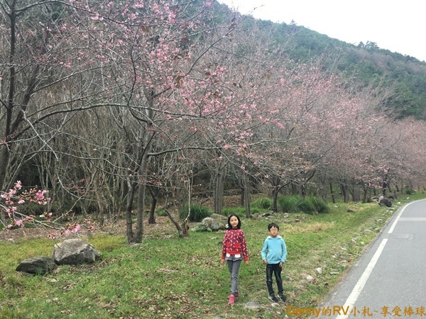 櫻花林(2) 320