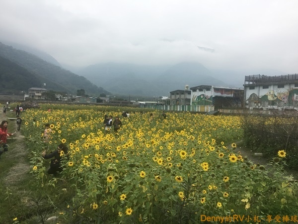 關山花海(1) IMG_7066