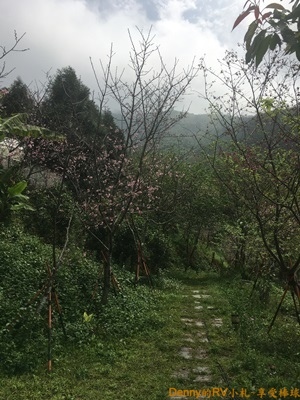 櫻花庭園 IMG_7915