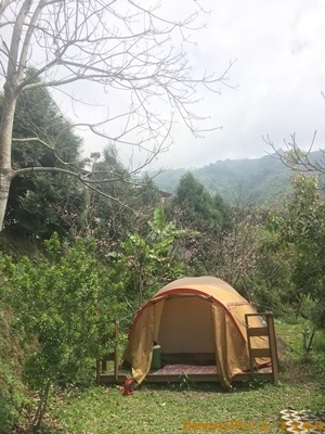 紮營櫻花樹下 IMG_7923