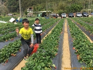 採草莓(8) IMG_8209