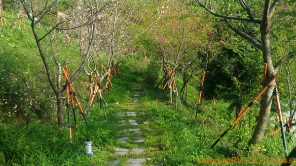 王位區後方是櫻花步道 666