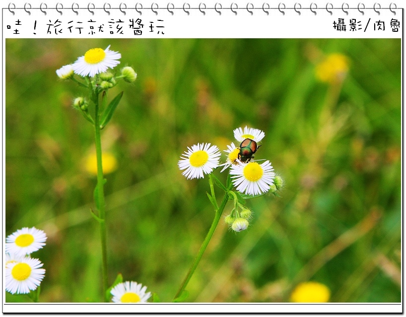 日本北陸金澤住宿首選！行程串連日本金澤世界遺產合掌村、兼六園、黑部立山！和昇日本金澤海晏會館，最棒的日本北陸金澤住宿體驗