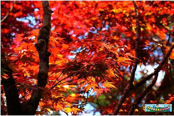 宜蘭景點 太平山紅葉 一秒飛到京都賞楓紅 夏天專屬的山林紅葉秘境 肉魯走遍全台灣 環遊全世界 痞客邦 宜蘭景點 太平山紅葉 一秒飛到京都賞楓紅 夏天專屬的山林紅葉秘境 肉魯走遍全台灣 環遊全世界 痞客邦