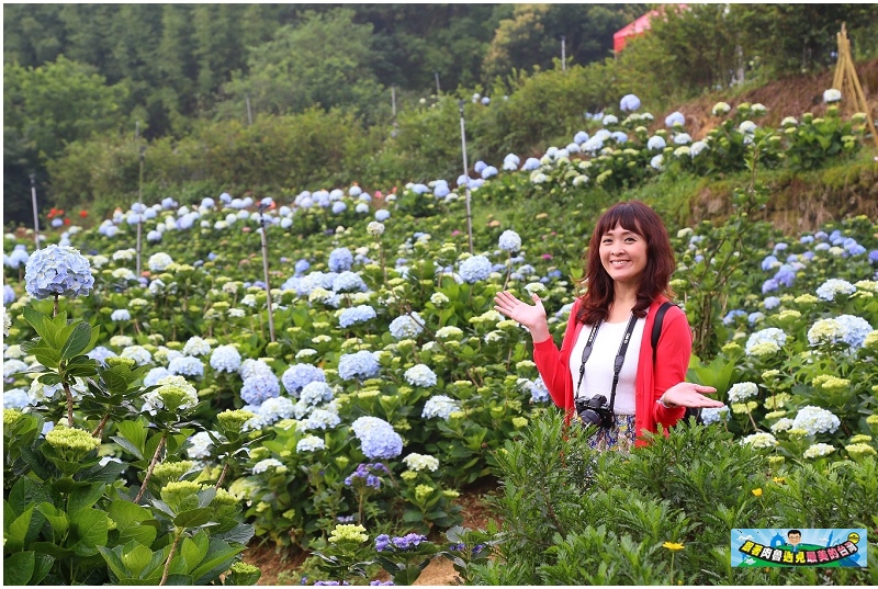 新竹萬里繡球花推薦景點 交通 門票收費 開花時間攻略懶人包 Line旅遊 新竹萬里繡球花推薦景點 交通 門票收費 開花時間攻略懶人包 Line旅遊