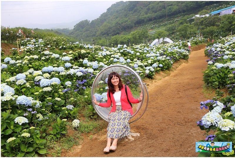新竹萬里繡球花推薦景點 交通 門票收費 開花時間攻略懶人包 Line旅遊 新竹萬里繡球花推薦景點 交通 門票收費 開花時間攻略懶人包 Line旅遊