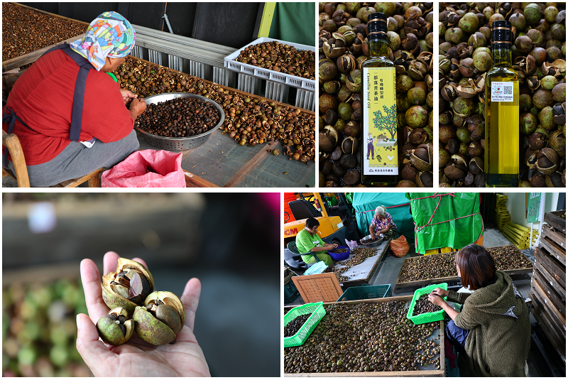 台東好好玩!縱谷山海線!紅烏龍茶、咖啡林道、部落文化及特色美 台東好好玩!縱谷山海線!紅烏龍茶、咖啡林道、部落文化及特色美
