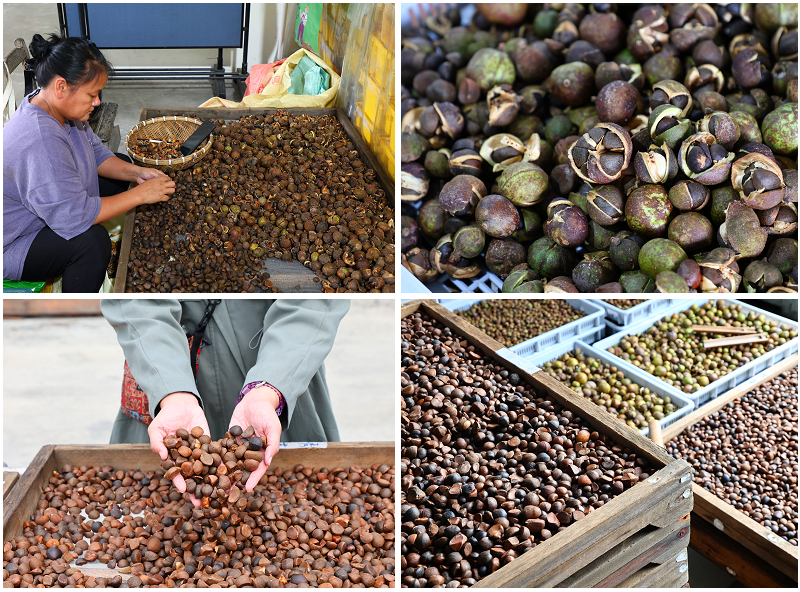 台東好好玩!縱谷山海線!紅烏龍茶、咖啡林道、部落文化及特色美 台東好好玩!縱谷山海線!紅烏龍茶、咖啡林道、部落文化及特色美