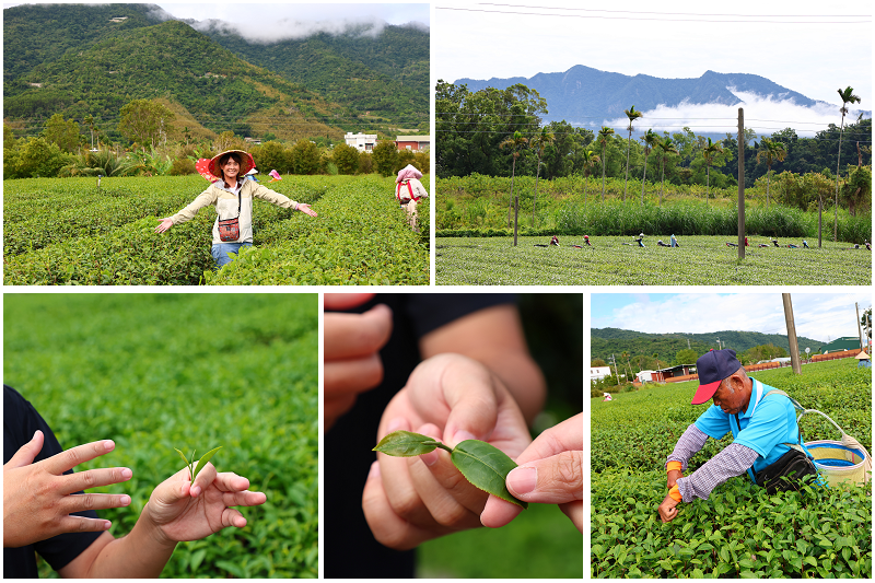 台東好好玩!縱谷山海線!紅烏龍茶、咖啡林道、部落文化及特色美 台東好好玩!縱谷山海線!紅烏龍茶、咖啡林道、部落文化及特色美