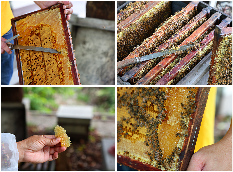 台東好好玩!縱谷山海線!紅烏龍茶、咖啡林道、部落文化及特色美 台東好好玩!縱谷山海線!紅烏龍茶、咖啡林道、部落文化及特色美