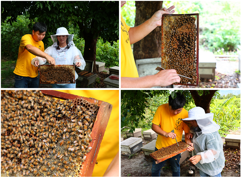 台東好好玩!縱谷山海線!紅烏龍茶、咖啡林道、部落文化及特色美 台東好好玩!縱谷山海線!紅烏龍茶、咖啡林道、部落文化及特色美