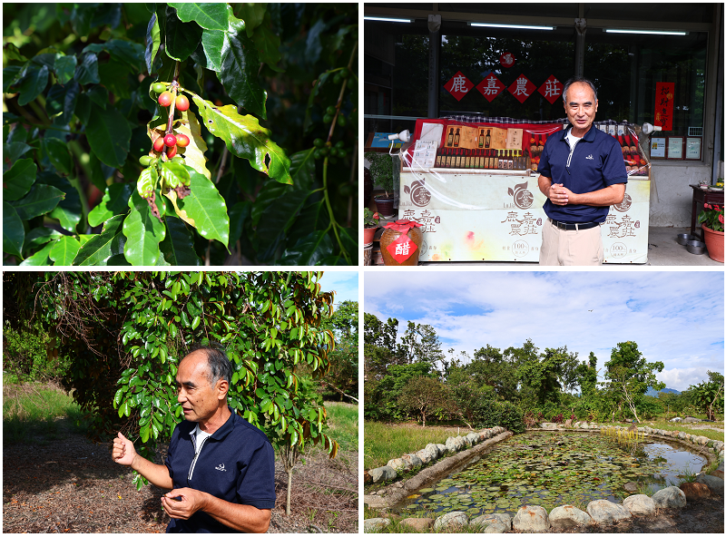 台東好好玩!縱谷山海線!紅烏龍茶、咖啡林道、部落文化及特色美 台東好好玩!縱谷山海線!紅烏龍茶、咖啡林道、部落文化及特色美