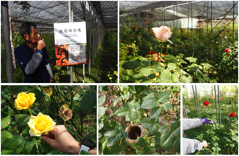 台中好線好好玩！梧棲老街、高美濕地、江家玫瑰園、阿聰師芋頭文