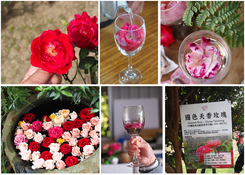 台中好線好好玩！梧棲老街、高美濕地、江家玫瑰園、阿聰師芋頭文