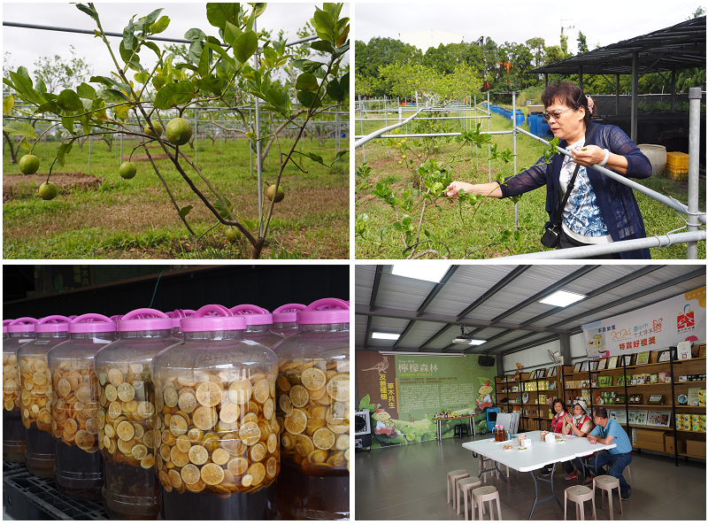 台中好線好好玩！梧棲老街、高美濕地、江家玫瑰園、阿聰師芋頭文