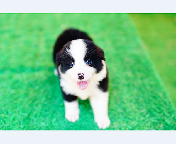 邊境牧羊犬愛貝犬舍2024.5.6一胎