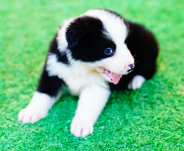 邊境牧羊犬愛貝犬舍2024.5.6一胎