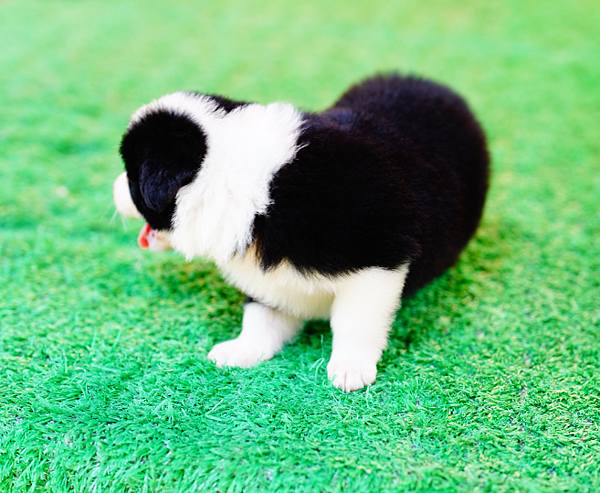 邊境牧羊犬愛貝犬舍2024.5.6一胎