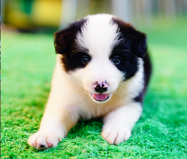 邊境牧羊犬愛貝犬舍2024.5.7一胎