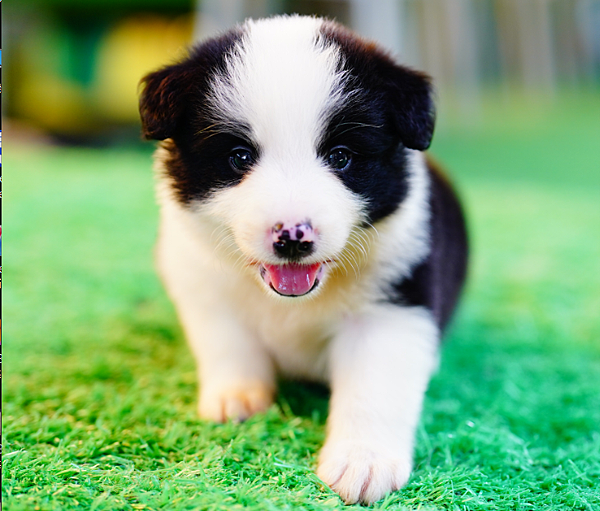 邊境牧羊犬愛貝犬舍2024.5.7一胎