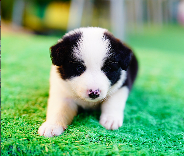 邊境牧羊犬愛貝犬舍2024.5.7一胎