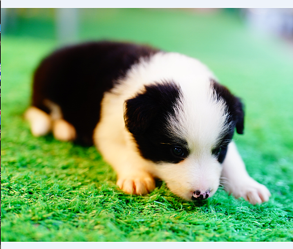 邊境牧羊犬愛貝犬舍2024.5.7一胎