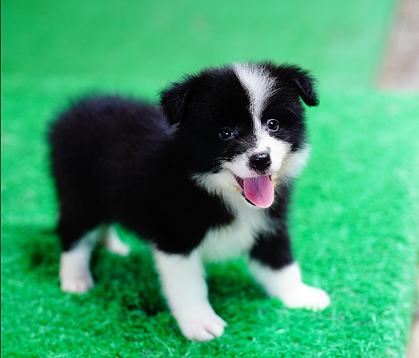 邊陲牧羊犬愛貝犬舍2024年5月15日