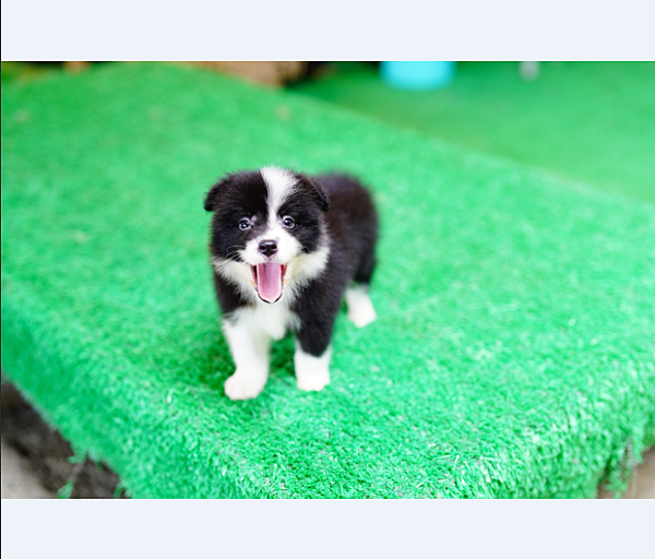 邊陲牧羊犬愛貝犬舍2024年5月15日