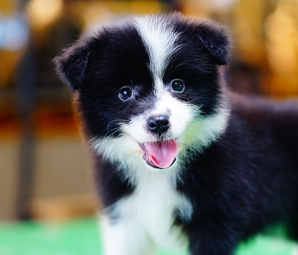 邊陲牧羊犬愛貝犬舍2024年5月15日