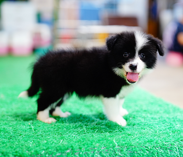 邊陲牧羊犬愛貝犬舍2024年5月15日