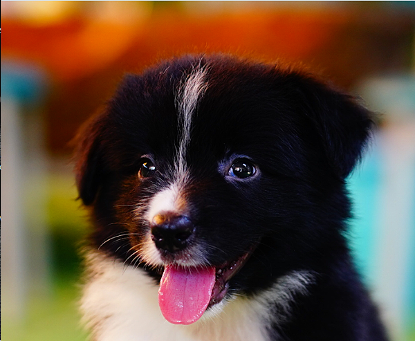 邊境牧羊犬愛貝犬舍2024年6月1日
