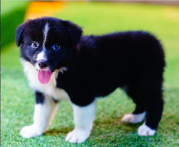邊境牧羊犬愛貝犬舍2024年6月1日