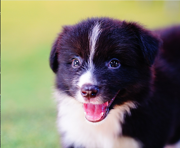 邊境牧羊犬愛貝犬舍2024年6月1日