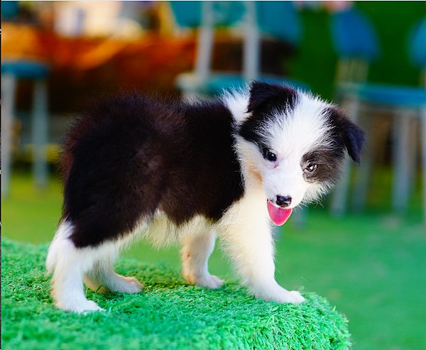 邊境牧羊犬愛貝犬舍2024年6月1日