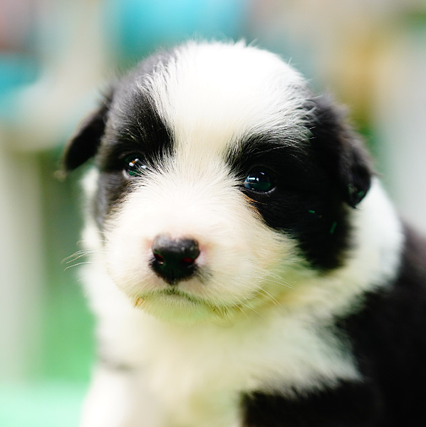 2024年10月31日一胎