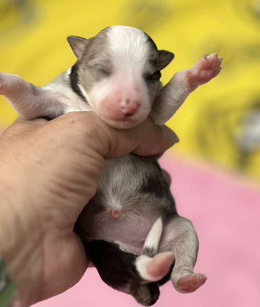 ２０２４年１１月５日一胎