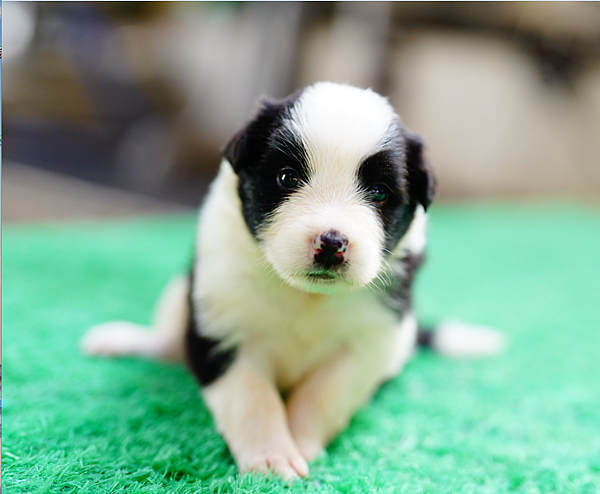 ２０２４年１１月１５日一胎