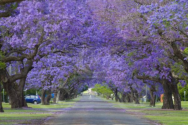 Jacaranda-Trees-Grafton-_DSC2021__880-06.jpg